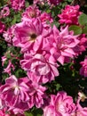 Sunlit Pink Roses in the Garden