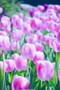 Sunlit pink tulips