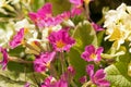 Sunlit pink and yellow primrose flowers, Primula vulgaris, blooming in the bright spring sunshine close-up view