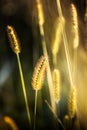 Sunlit plume grass in natural habitat Royalty Free Stock Photo