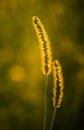 Sunlit plume grass in natural habitat Royalty Free Stock Photo