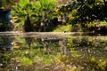 Sunlit pond view with palma abanicos growing near