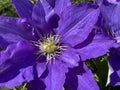 Sunlit Purple Clematis Flower in April in Spring