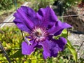 Sunlit Purple Clematis Flower in a Garden