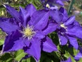 Sunlit Purple Clematis Flowers in April in Spring