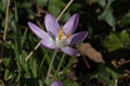 One purple crocus flower, Crocus tommasinianus, Lilac Beauty, showing stigma and stamens,  blooming in Britain in spring, close-up Royalty Free Stock Photo