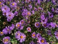 Sunlit Purple Daisy Flowers in September