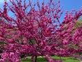 Sunlit Purple Flowering Tree in Spring