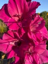 Sunlit Purple Gladiolus Flowers in Summer