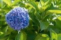 Sunlit purple hydrangea