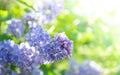 Sunlit purple lilac branch on blur green foliage backdrop. Spring blossoming. Soft focus