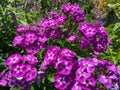 Sunlit Purple and White Hydrangea Flowers in Summer