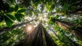 Sunbeams Through Ancient Rainforest Canopy Royalty Free Stock Photo