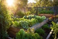 sunlit raised vegetable garden beds with variety of plants Royalty Free Stock Photo