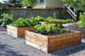 Sunlit Raised Vegetable Garden Beds in a Vibrant Backyard Setting Royalty Free Stock Photo