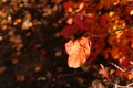 Sunlit red leaf against shadowed bushes.