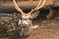 Portrait of A deer looking into the camera Royalty Free Stock Photo