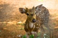 Sunlit red deer, cervus elaphus, stag with new antlers growing facing camera in summer nature. Royalty Free Stock Photo