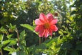 Sunlit red flower of annual dahlia in summer. Garden flower bed