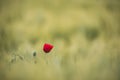 Sunlit red poppy,are shot with shallow depth of sharpness, on a background of a wheat field. Landscape with poppy. Royalty Free Stock Photo