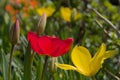 sunlit red and yellow tulip flowers on a black background Royalty Free Stock Photo