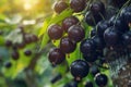 Sunlit Ripe Black Currants on Branch in Orchard with Dew Drops Fresh Organic Berries Closeup Royalty Free Stock Photo