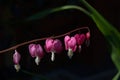 Sunlit row of pink heart shaped flowers on a black background Royalty Free Stock Photo