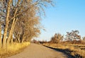 Sunlit Rural Road with Tall Bare Trees