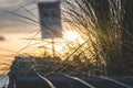 Sunlit scene featuring tall grasses on a dock with the sun's rays beaming in the background