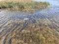 Sunlit sea waves and reeds. Sea water and a large jellyfish. Seabed through clear water.