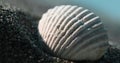 Sunlit Seashell on Sandy Shore on a windy day Close-Up.