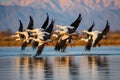 Sunlit Serenity. Captivating Image of a Flock of Geese Flying Majestically over a Tranquil Lake