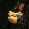 Sunlit Shelf fungus, basidiomycete, growing on a tree Royalty Free Stock Photo