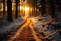 Sunlit snow-covered path leading through a dense, shadowed forest. Royalty Free Stock Photo