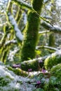 Sunlit snowdrop flowers in mossy boxwood forest in spring, melting snow on the trees and on the ground. Selective soft Royalty Free Stock Photo