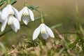 Sunlit snowdrops closeup Royalty Free Stock Photo