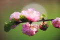 Sunlit soft focus brunch with pink almond flowers