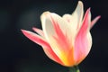 Sunlit soft focus pink and white Marilyn tulip flower head