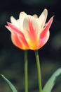 Sunlit soft focus pink and white Marilyn tulip flower heads