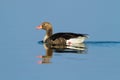 Sunlit solitary greylag goose floating on blue water with reflection on surface Royalty Free Stock Photo