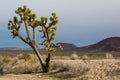 Solitary Joshua tree standing tall in the Mojave desert