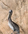 Sunlit speckle colored Pelican proudly perching on Los Arcos rocks at Lands End in Cabo San Lucas Baja Mexico Royalty Free Stock Photo