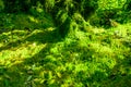 Sunlit Sphagnum moss in swamp forest. Nature landscape. Green peat moss. Carbon sequestration. Moss conservation. Moss ecology.