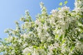 Sunlit spring blossoming white apple tree on blue sky background. Royalty Free Stock Photo