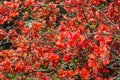 Sunlit spring flowering Japanese quince bush