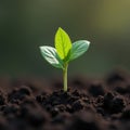 Sunlit Sprout Growing in Dark Soil Royalty Free Stock Photo