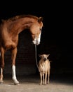 Horse with a white blaze interacts with a seated Thai ridgeback dog