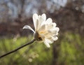 Sunlit Star Magnolia