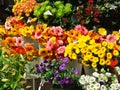 Sunlit street flowers for sale