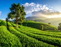 Sunlit tea plantation on rolling hills with a lone tree and distant mountains tea fields Royalty Free Stock Photo